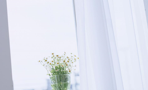 Flower on windowsill